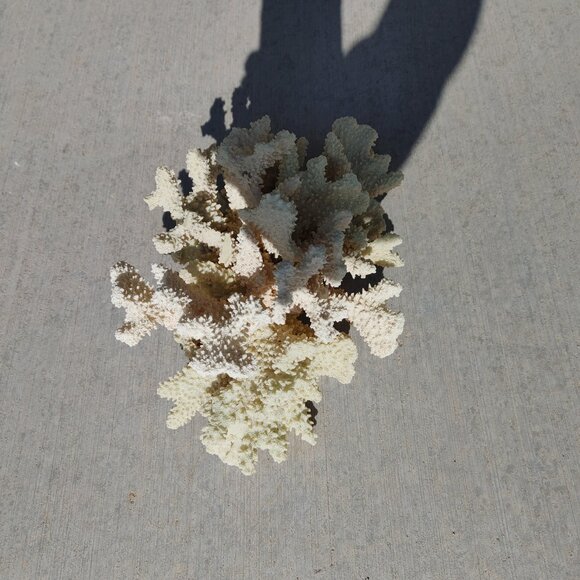 CORAL DECORATION - Picture 7 of 7